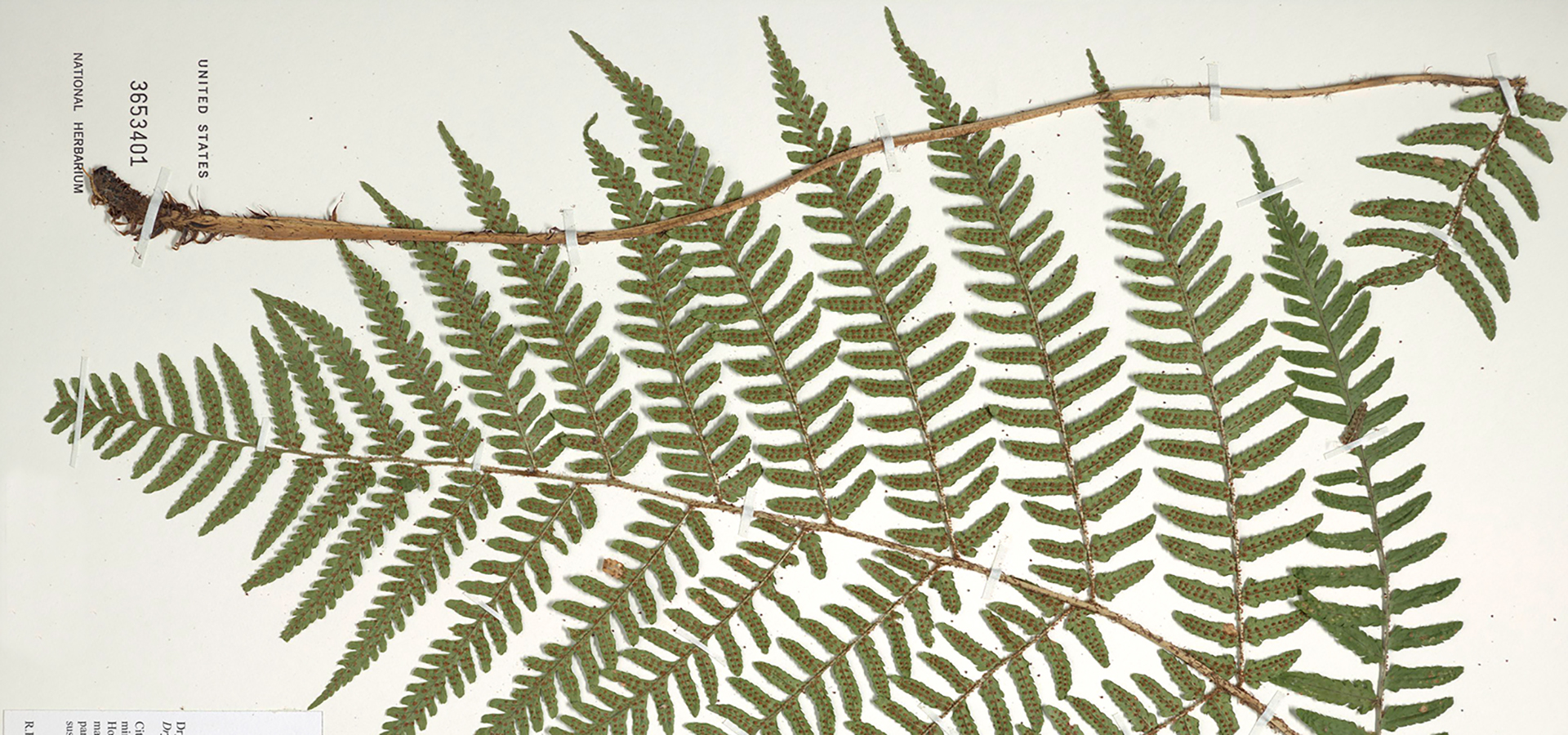 botanical specimen, fern