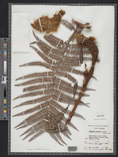 NMNH Botany Project: Image 1 - 00465501 Cibotium glaucum