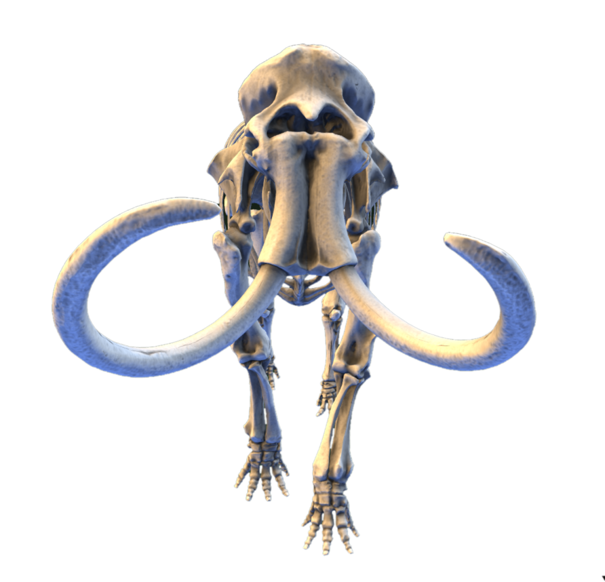 Woolly Mammoth 3D scan