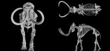 3D Model of a Woolly Mammoth
