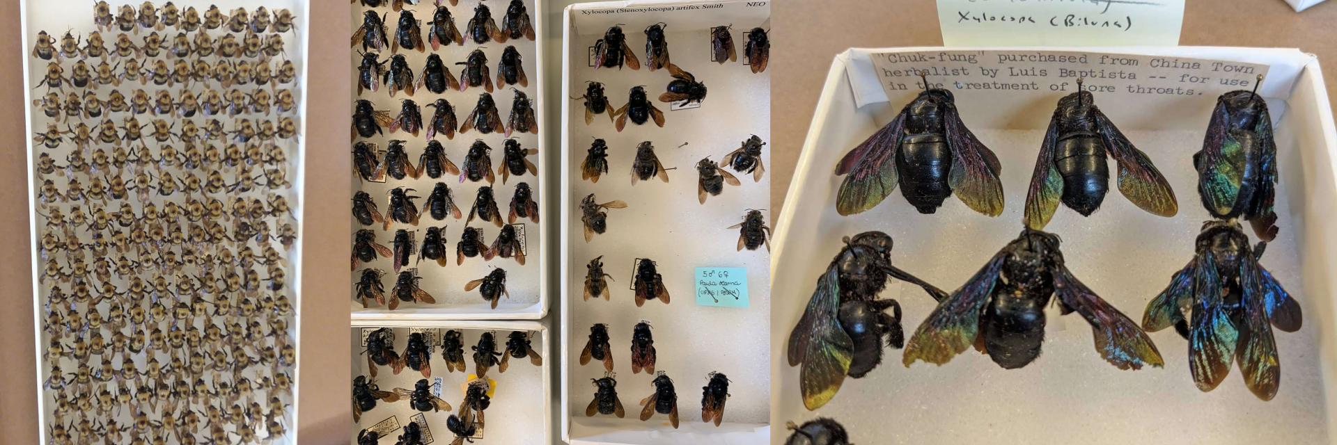 Bees from the collection in trays
