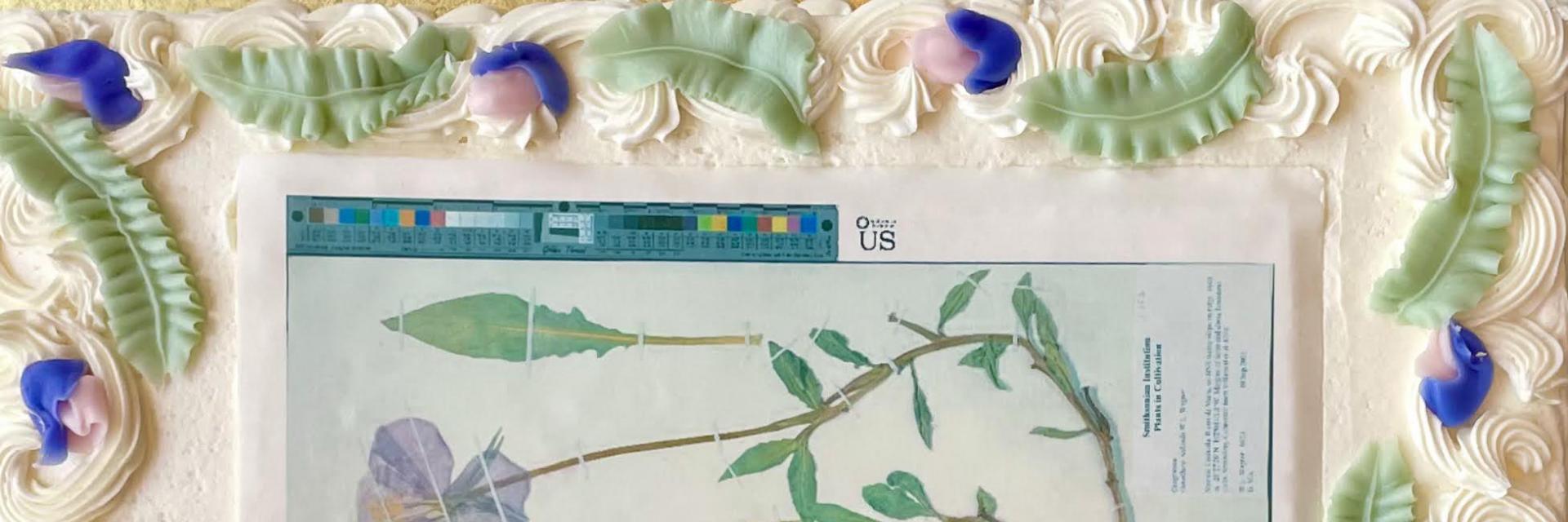Image of cake with botany specimen on it